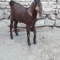 سلام دو بزغاله پاکستانی