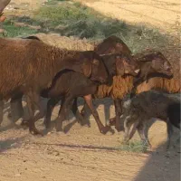 میش افشاری جوان بره دار باقیمت مفت