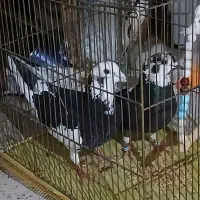 یک جفت کبوتر