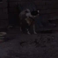 سگ سگ|سگ|کبودرآهنگ, |دیوار