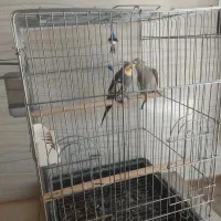 جفت عروس هلندی