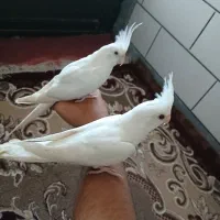 عروس هلندی البینو معاوضه