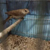 سهره قناری نر