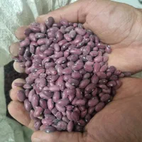 لوبیا درجه یک