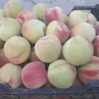 هلو انجیری وگردالو وشلیل کیلو ۸۰ت
