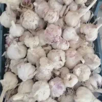 بذر سیر علفی تمیز شده
