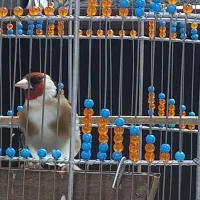 چند عدد سهره عالی نر هست وچند وچند عدد ماده کارداد