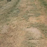 پرس یونجه