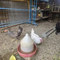 جوجه مرغ و خروس سربری و نگه داشتن