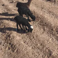 بره|حیوانات مزرعه|ماهدشت, |دیوار