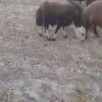 قوچ پلنگی
