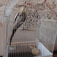 عروس هلندی