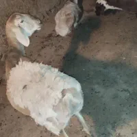 میش فروشی