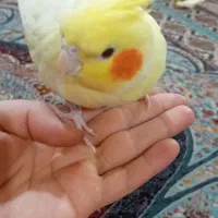 عروس هلندی