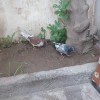 یک جفت کفتر فروشی