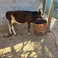 فروش گوساله جرسی اصل(نوبر جرسی)