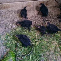 جوجه مرندی نیمچه