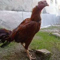 خروس لاری ۱۰ماهه