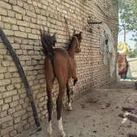 کره نریون 13ماهه