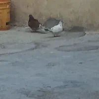کبوتر دوعدد نروماده
