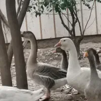 فروش غو غاز و بوقلمون و مرغ