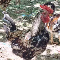 خروس نژاد گلین