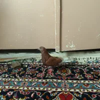 کبوتر نر
