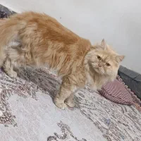 گربه نژادار