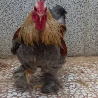 خروس کوشین