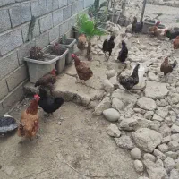 مرغ تخمگذار