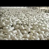 داوطلبانه شروع کار بدونه سرمایه