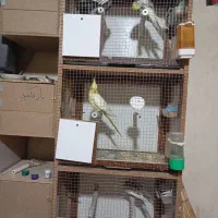 گنجه جفتگاه عروس هلندی