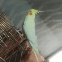 عروس هلندی بالغ و دستی