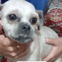 سگ گمشده