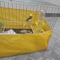 قناری ماده سوپری