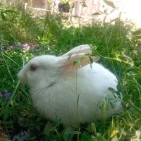خرگوش چشم آلبالویی
