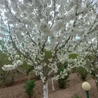1000-متر-باغ-ج-فراهان
