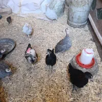 مرغ  شاخدار معاوضه با بزغاله