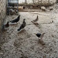 همه ی کبوتر ها با اب خوری و دان ۲۰۰۰۰۰۰