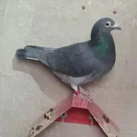 خریدو فروش کبوتر پلاکی روبیکا