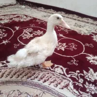 اردک