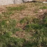 زمین مسکونی سند دار روستایی در لاهیجان