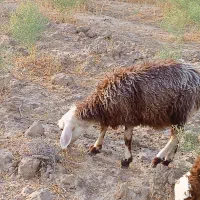 بره ماده