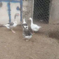 غاز شش ماهه