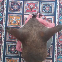 هیزه نو وزیبا