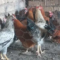 مرغ وجوجه خروس محلی