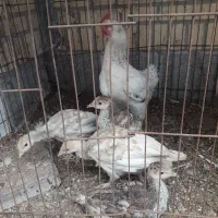 مرغ|حیوانات مزرعه|اردبیل, |دیوار