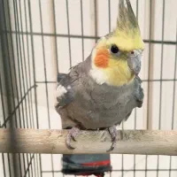 عروس هلندی مولد با جوجه