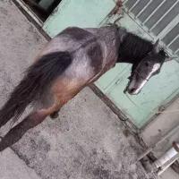 اسب جوان دوسال