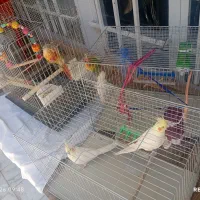 پرورش عروس هلندی